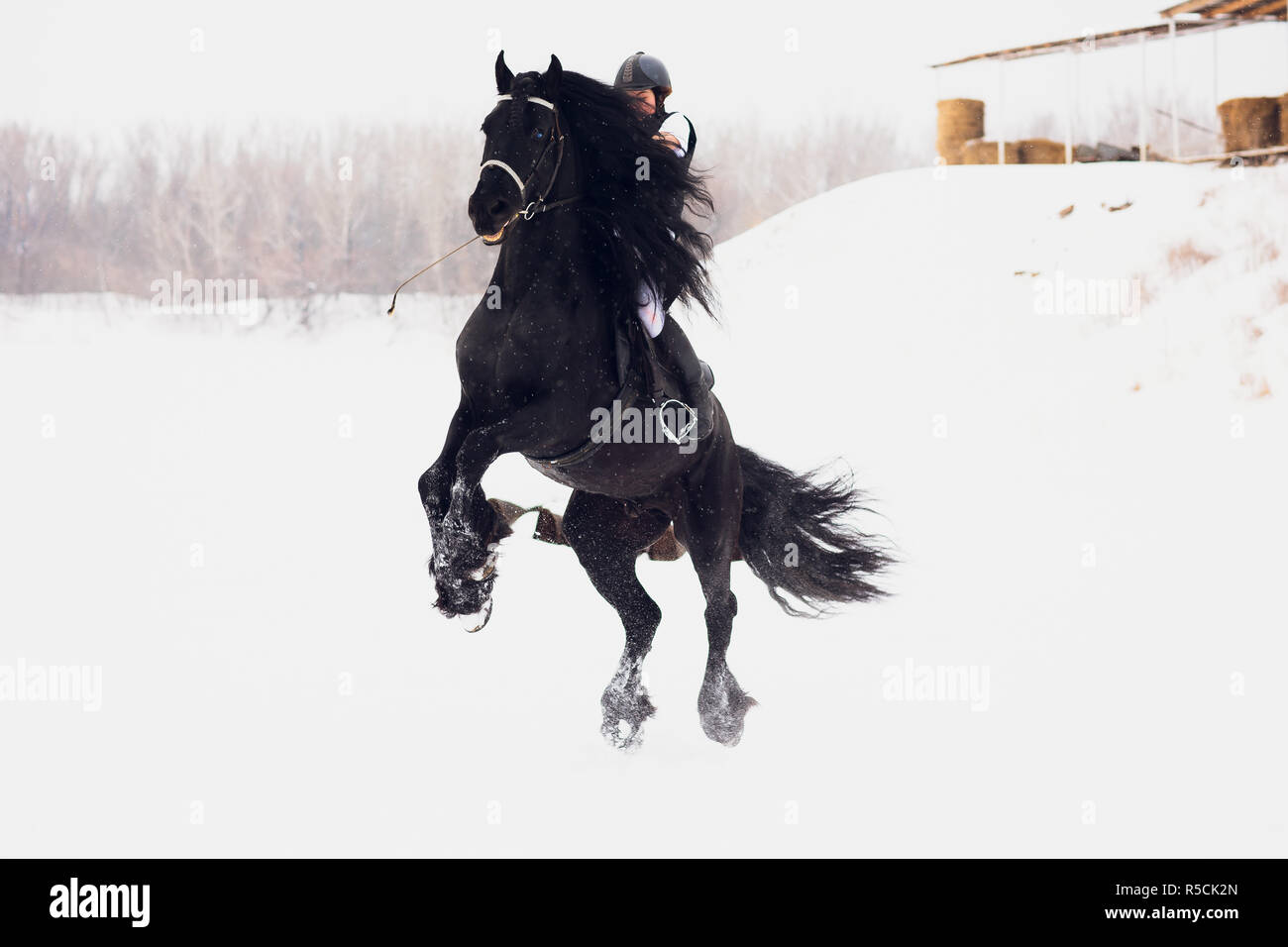 Étalon frison courir en hiver. L'bougies sur un arrière-plan flou Banque D'Images