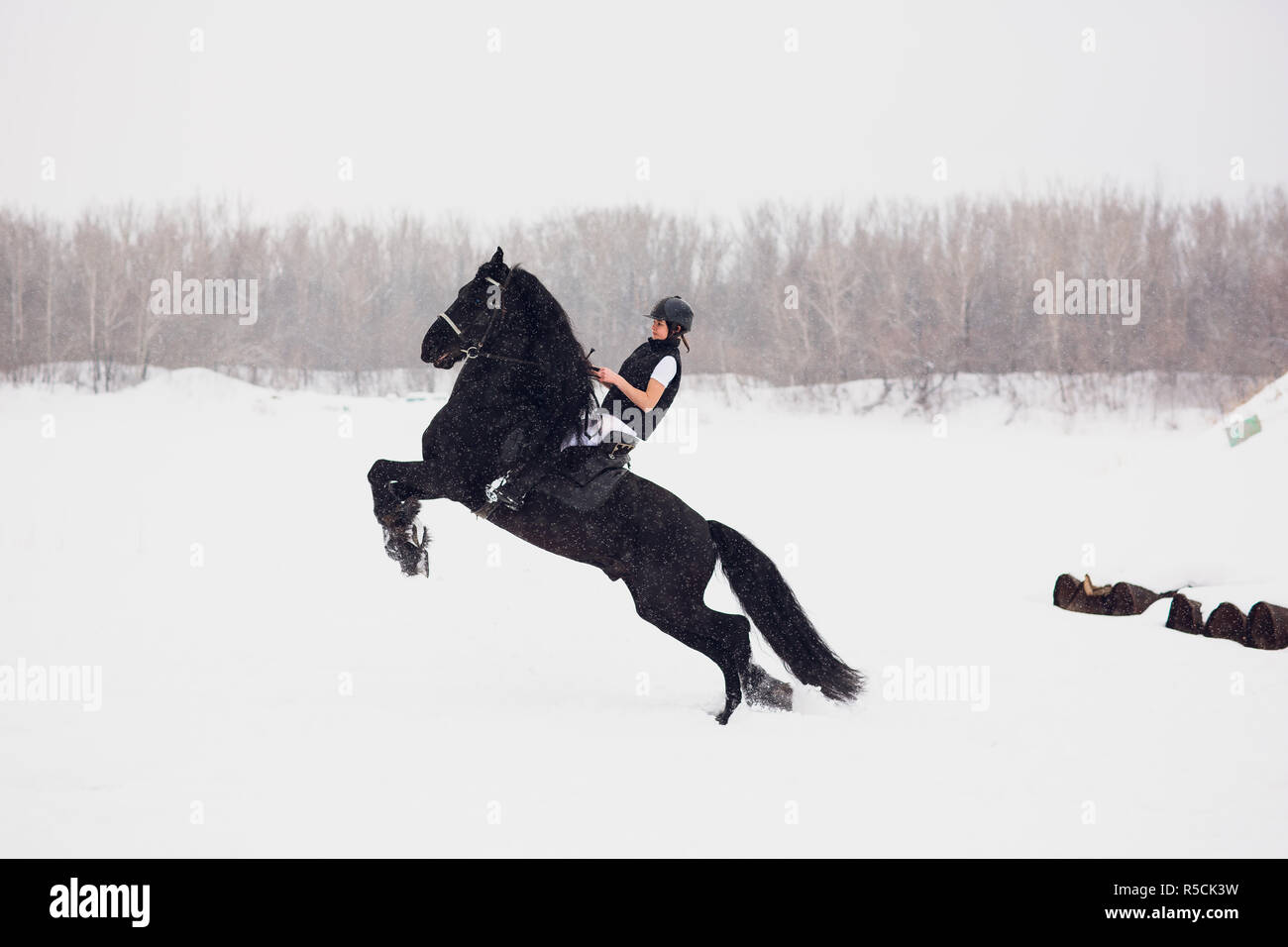 Étalon frison courir en hiver. L'bougies sur un arrière-plan flou Banque D'Images