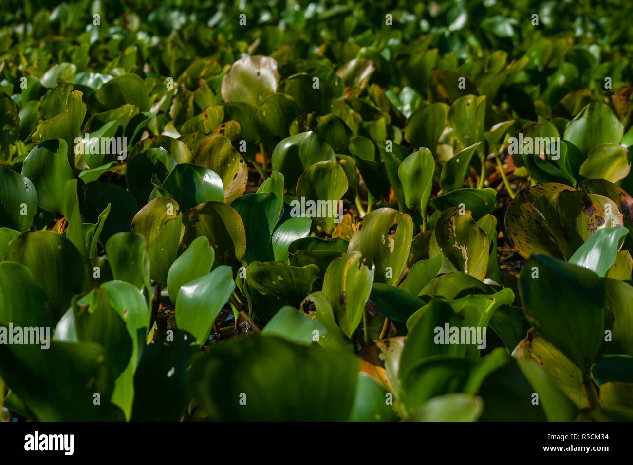 La jacinthe d'eau Eichhornia Aguapé Banque D'Images