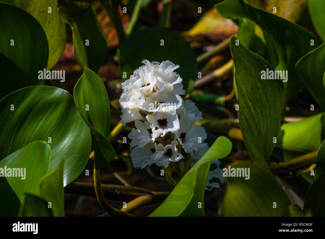 La jacinthe d'eau Eichhornia Aguapé Banque D'Images
