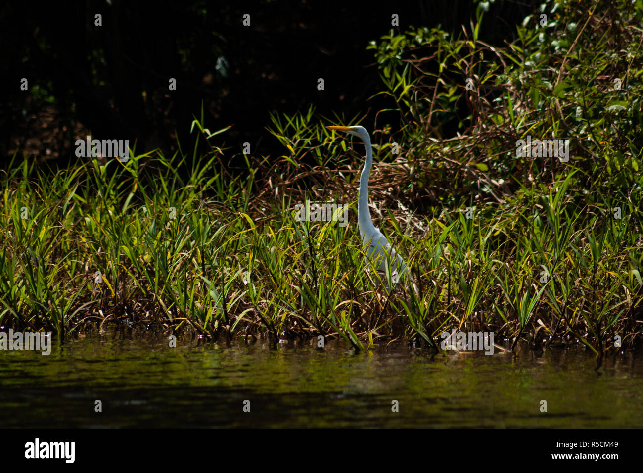 L'observation de la grue Banque D'Images