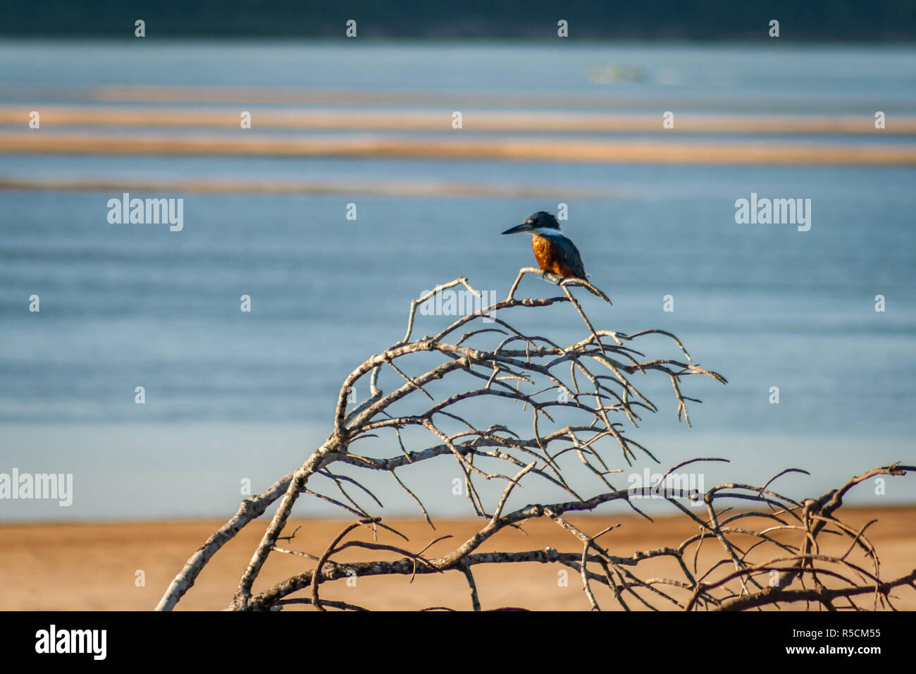 Martin Pescador Banque D'Images
