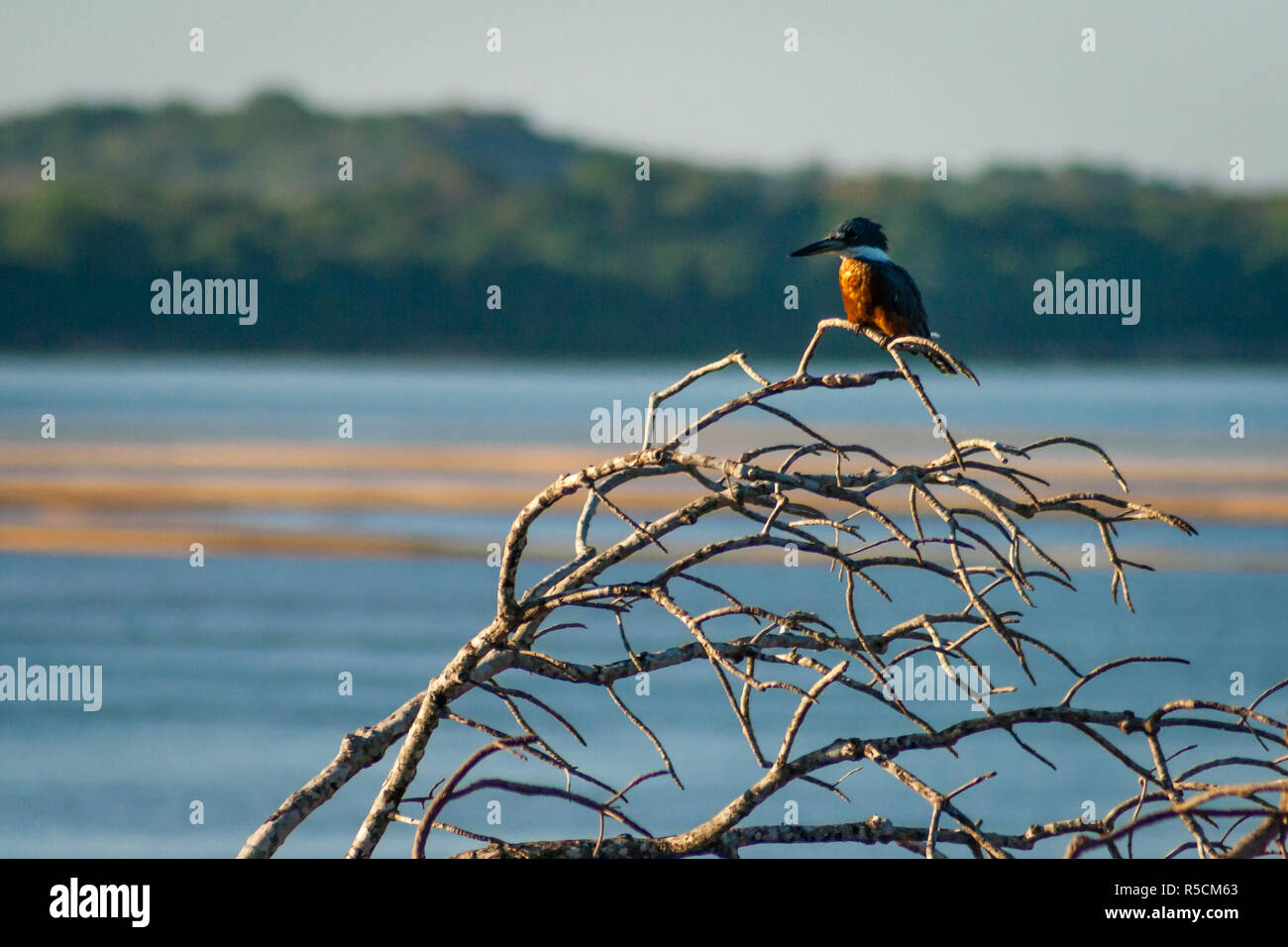 Martin Pescador Banque D'Images