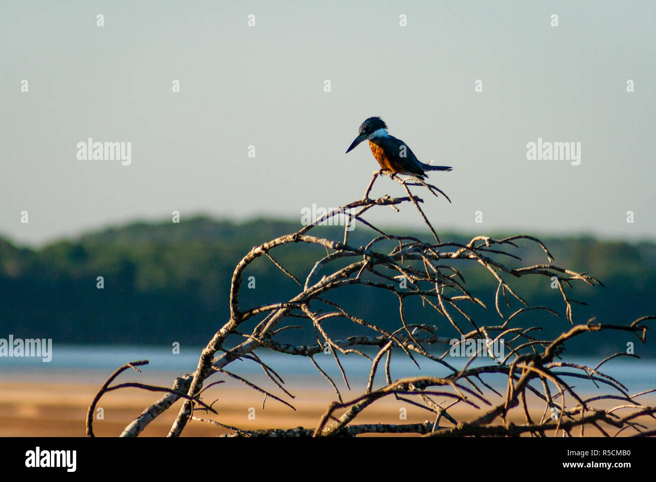 Martin Pescador Banque D'Images