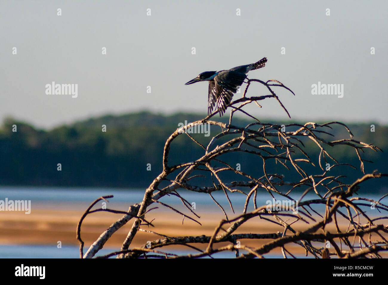 Martin Pescador Banque D'Images
