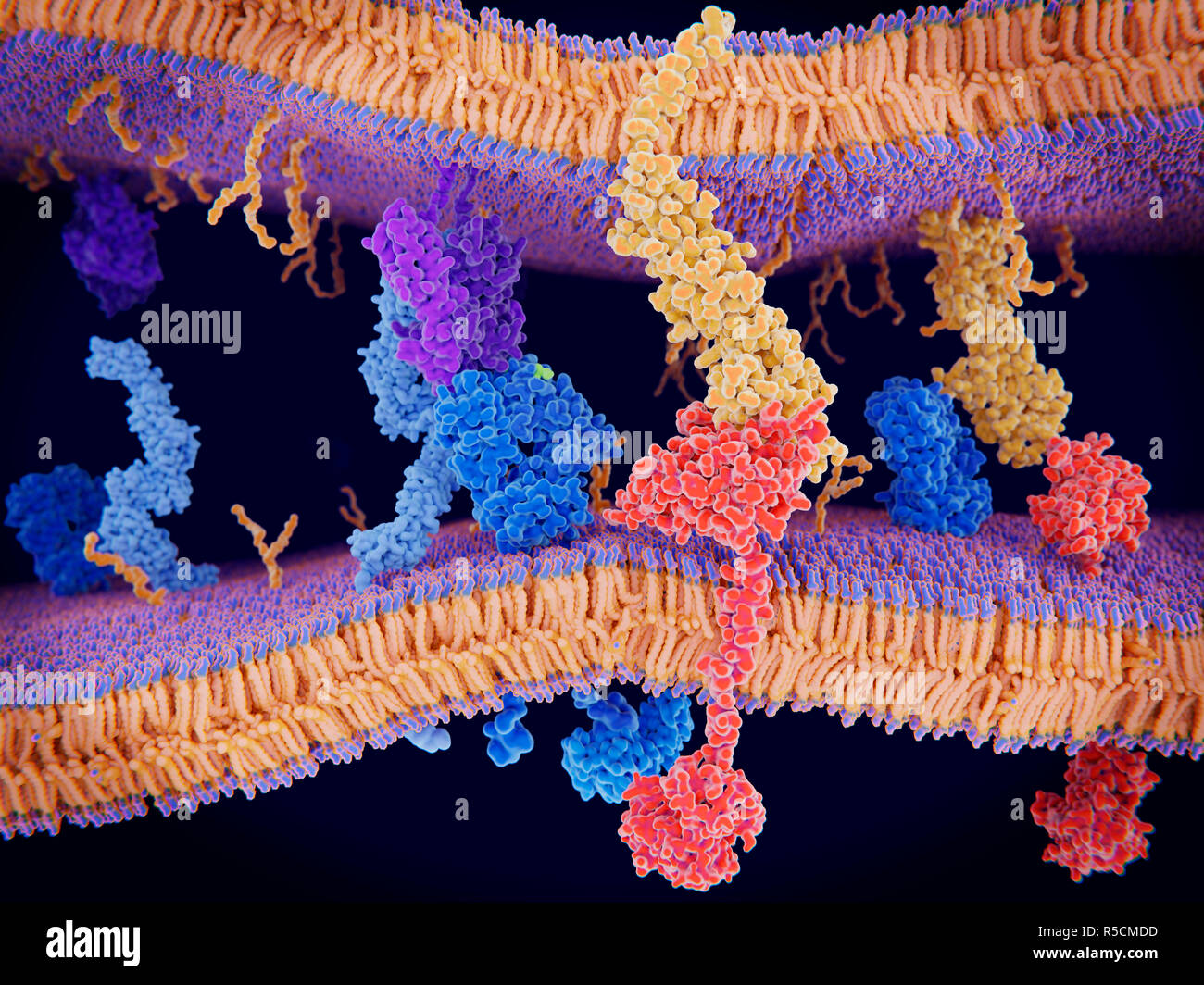 La mort cellulaire programmée dans le système immunitaire, de l'illustration. La protéine PD-1 (protéine de mort cellulaire programmée, 1 rouge) est vu l'extension de la surface de la membrane des cellules T (un voyage en bas), l'interaction avec la protéine ligand PD-L1 (orange) à partir d'une cellule présentant l'antigène (APC). Bien que le T-cell a été activé par l'interaction à gauche d'un récepteur des lymphocytes T (bleu) et une protéine CMH (violet), PD-1 régule et réduit cette activation. Il s'agit de ralentir les effets de T-cellules. Banque D'Images