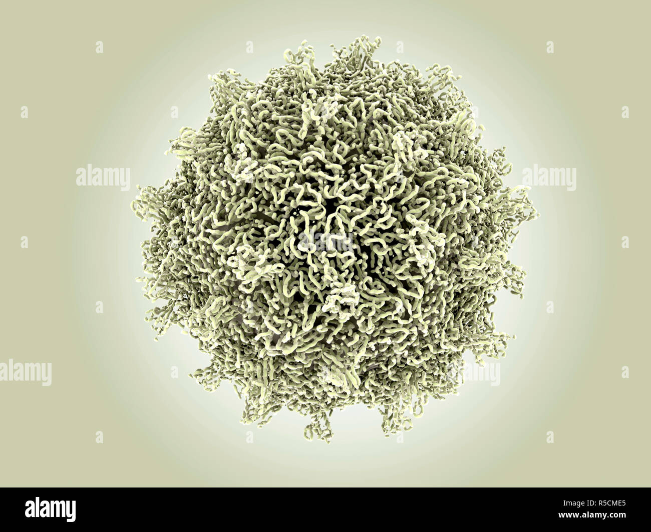 Particule virale virus coxsackie, illustration. Les particules de virus Coxsackie (virions) se composent d'une couche de protéines de capside (extérieur) recouvrant l'ARN (acide ribonucléique), le matériel génétique du virus. Virus coxsackie de type s'est d'entérovirus. C'est parmi les plus répandues et les plus importantes d'agents pathogènes humains, rhume, méningite virale et la myocardite. Infection se propage de personne à personne, habituellement sur les mains sales et les surfaces contaminées par des excréments, où le virus peut vivre pendant plusieurs jours. Les virus coxsackie sont répartis en type A et type B, type B étant le plus grave. Banque D'Images