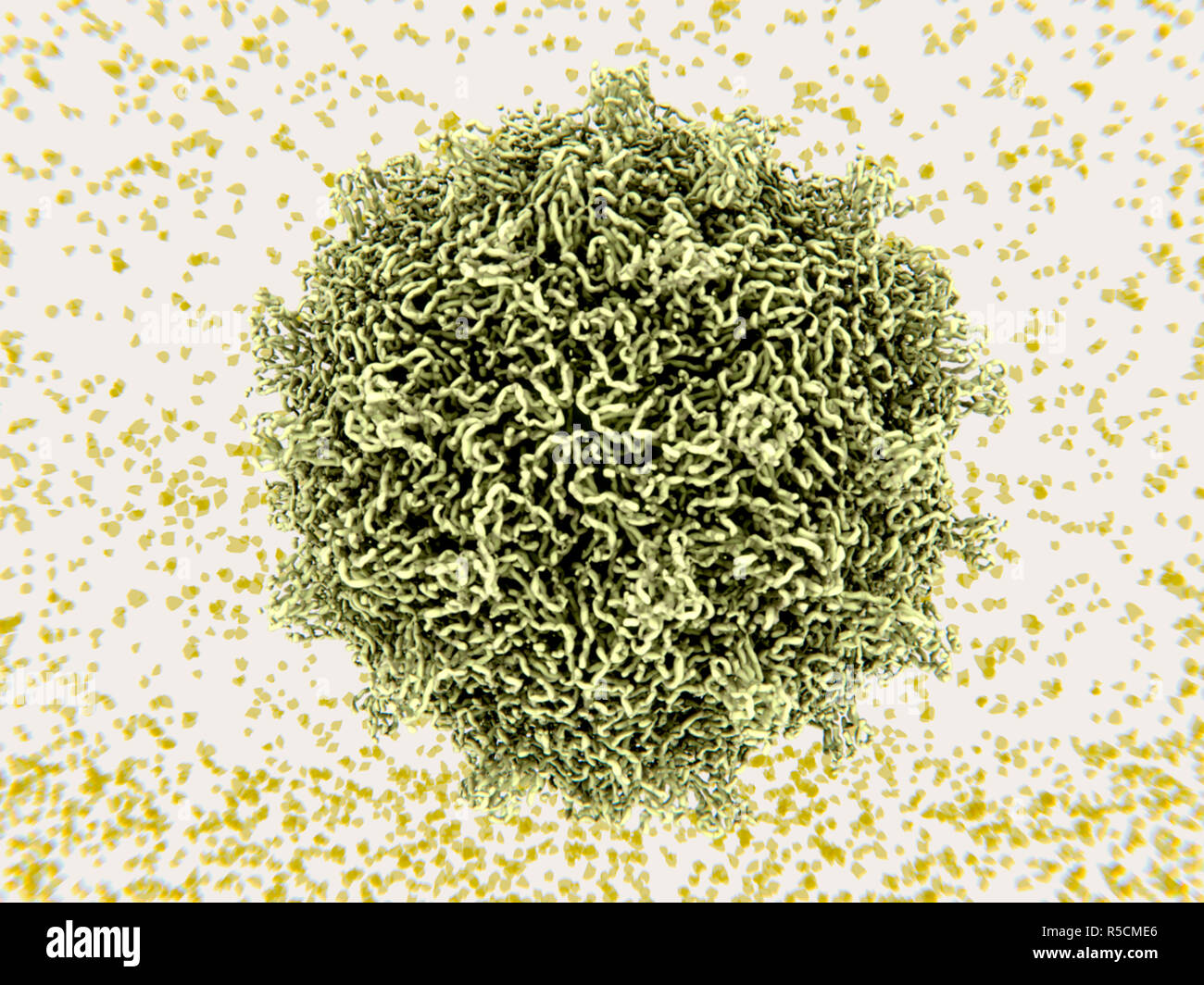 Particule virale virus coxsackie, illustration. Les particules de virus Coxsackie (virions) se composent d'une couche de protéines de capside (extérieur) recouvrant l'ARN (acide ribonucléique), le matériel génétique du virus. Virus coxsackie de type s'est d'entérovirus. C'est parmi les plus répandues et les plus importantes d'agents pathogènes humains, rhume, méningite virale et la myocardite. Infection se propage de personne à personne, habituellement sur les mains sales et les surfaces contaminées par des excréments, où le virus peut vivre pendant plusieurs jours. Les virus coxsackie sont répartis en type A et type B, type B étant le plus grave. Banque D'Images