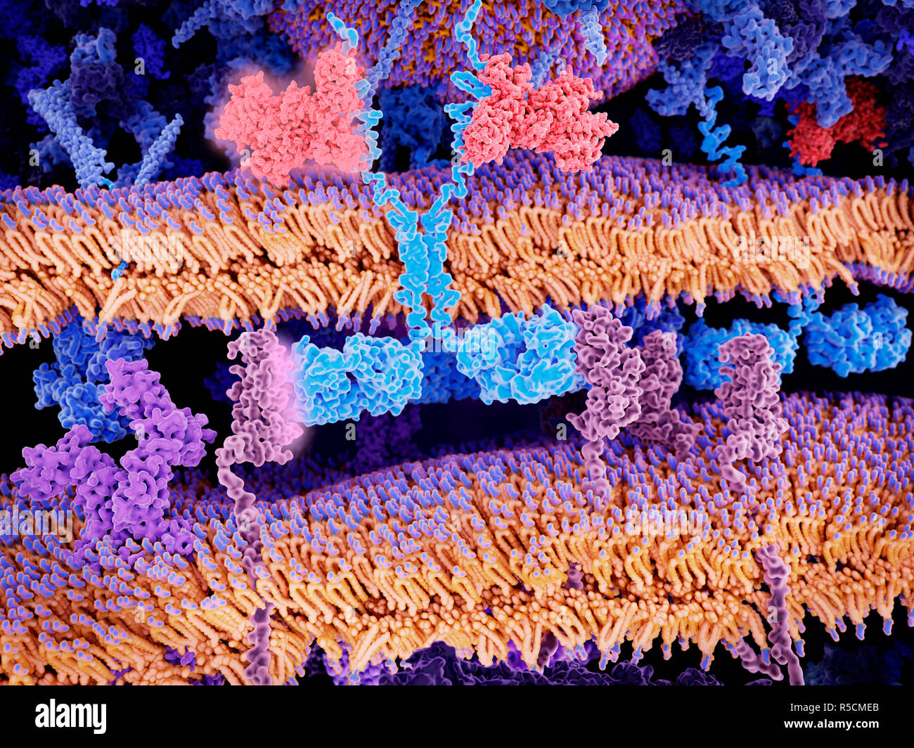 Location T cell l'immunothérapie du cancer, de l'illustration. Récepteur antigène chimérique (bleu clair, centre) se liant aux molécules CD19 (rose, en bas à droite et inférieure l Banque D'Images
