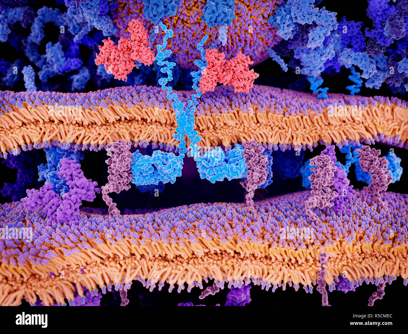 Location T cell l'immunothérapie du cancer, de l'illustration. Récepteur antigène chimérique (bleu clair, en haut à gauche) se liant aux molécules CD19 (rose, centre gauche et cen Banque D'Images