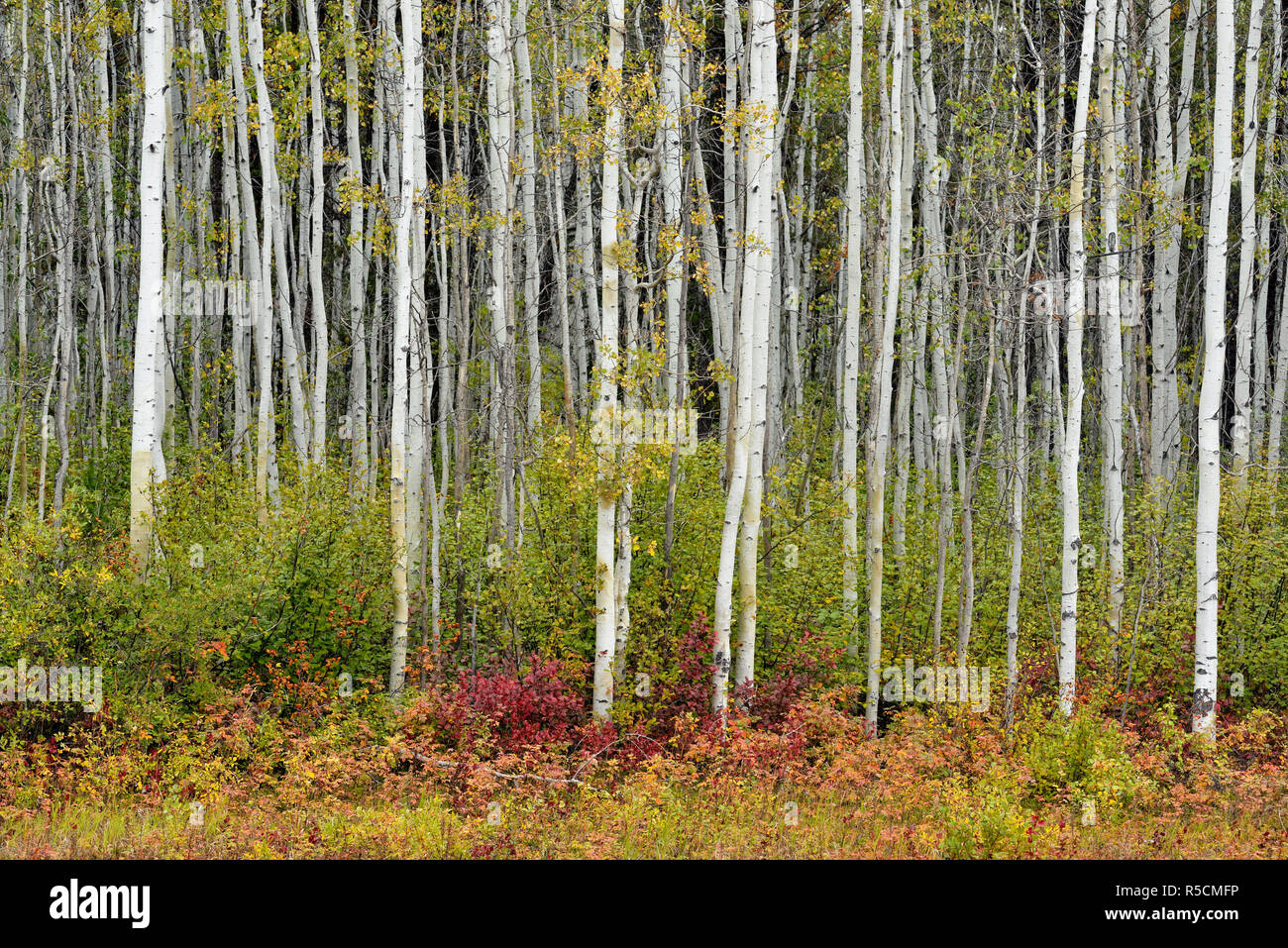 Bois de tremble avec l'épilobe en bordure de couleur en automne, la Route 1 à Fort Simspon, Territoires du Nord-Ouest, Canada Banque D'Images