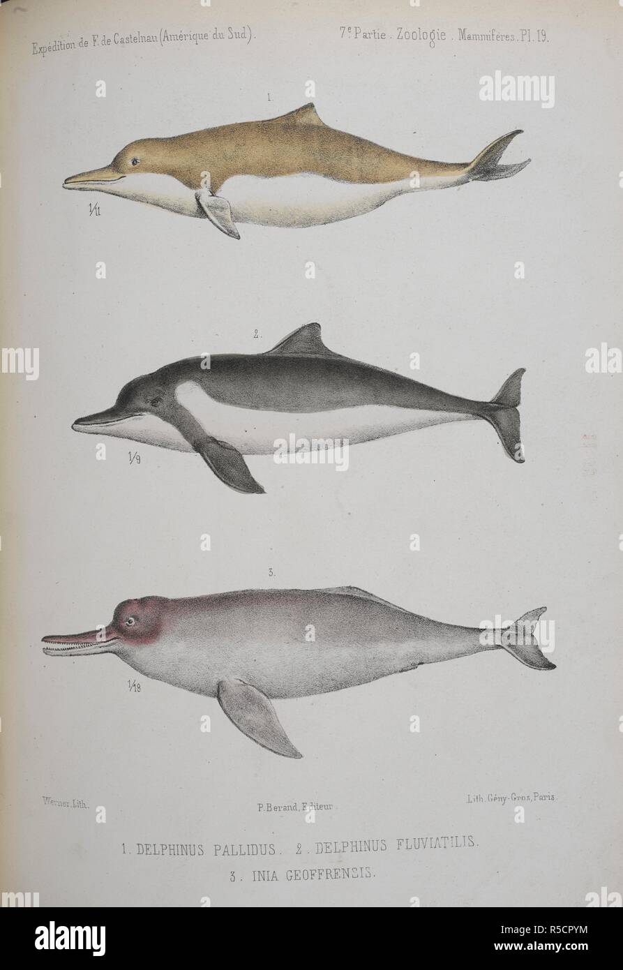 1. Delphinus pallidus. (Maintenant connue sous le nom de Sotalia  fluviatilis. 2. Delphinus Fluviatlis.(comme ci-dessus.) 3. L'Inia  geoffrensis. Amazon river dolphin, ou rose river Dolphin. 1 et 2 sont  adossés à des