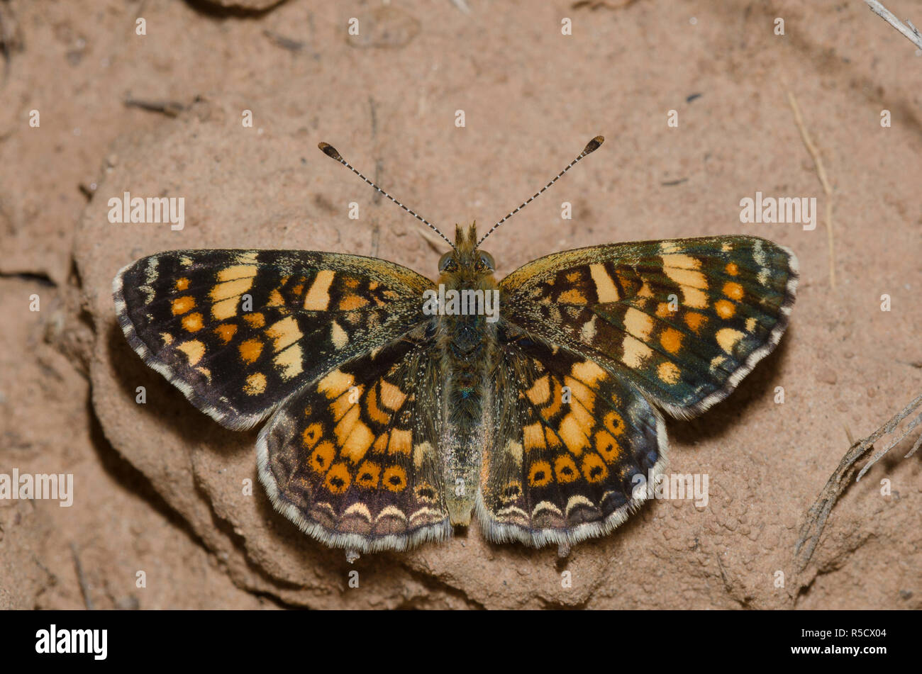 Phyciodes pulchella, croissant sur le terrain Banque D'Images