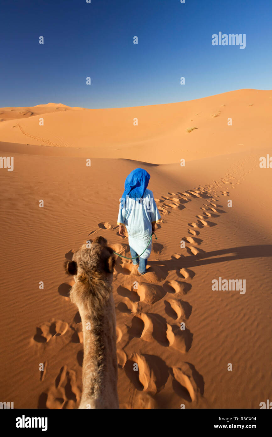 Premier homme touareg chameau, Erg Chebbi, désert du Sahara, Maroc Banque D'Images