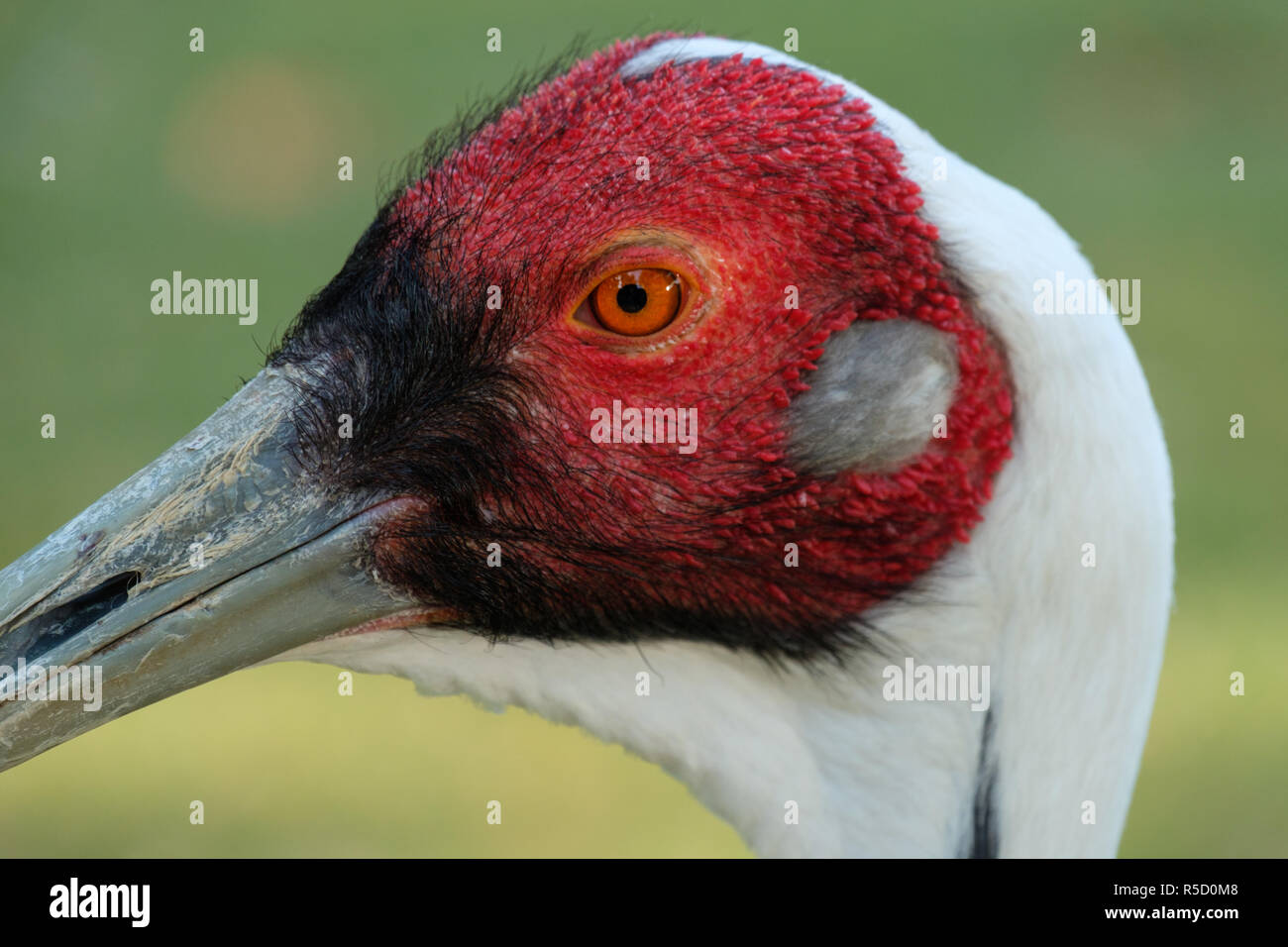 Portrait d'oiseau grue à cou blanc (Grus vipio) Banque D'Images