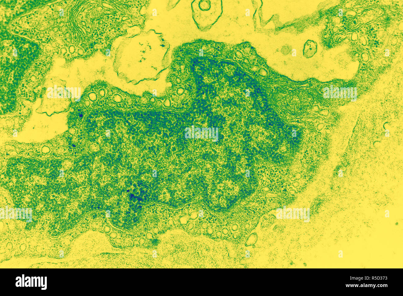 Micrographe de tissus de poissons rouges à des dizaines de grossissements Banque D'Images