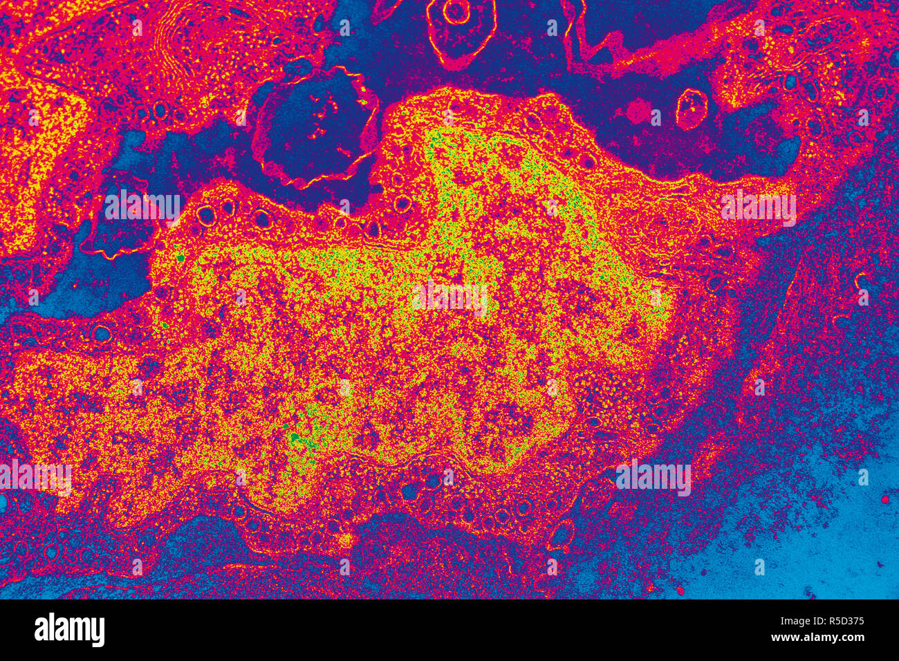 Micrographe de tissus de poissons rouges à des dizaines de grossissements Banque D'Images