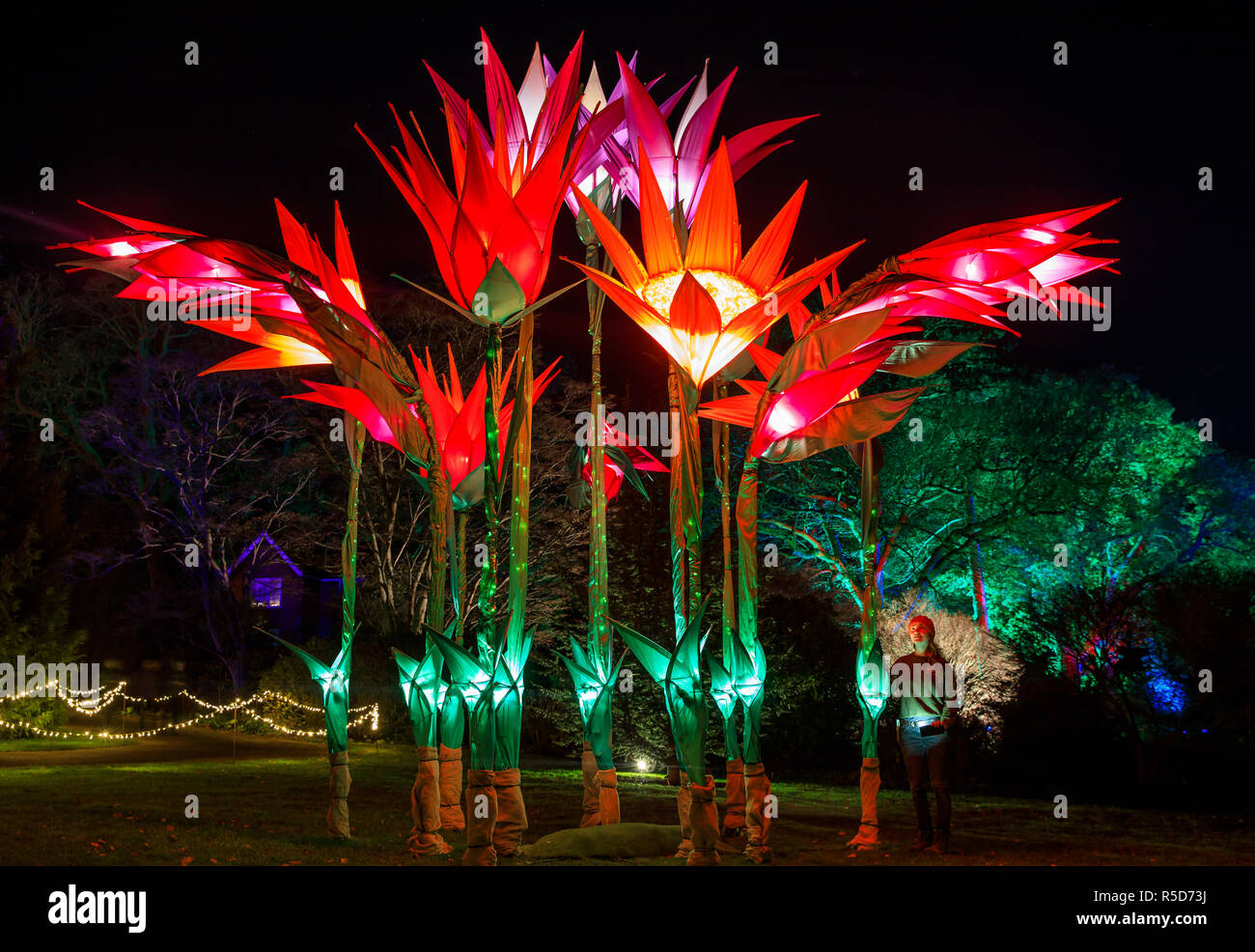 Wisley, Surrey, UK, 30 novembre 2018. Le 30 novembre 2018. Naomi, 31 Trenier de Surrey sur la photo à admirer l'écran de fleurs. Le quotidien des installations lumineuses retourne à Wisley à partir du 1er décembre au mercredi 2 janvier 2019 à partir de 16h - 20h. De retour pour sa quatrième année, bougies de Noël guide les visiteurs autour d'une nouvelle voie pour 2018, en tenant à des endroits dont le Rock Garden, les sept acres lac et le Canal de Jellicoe. Credit : Oliver Dixon/Alamy Live News Banque D'Images