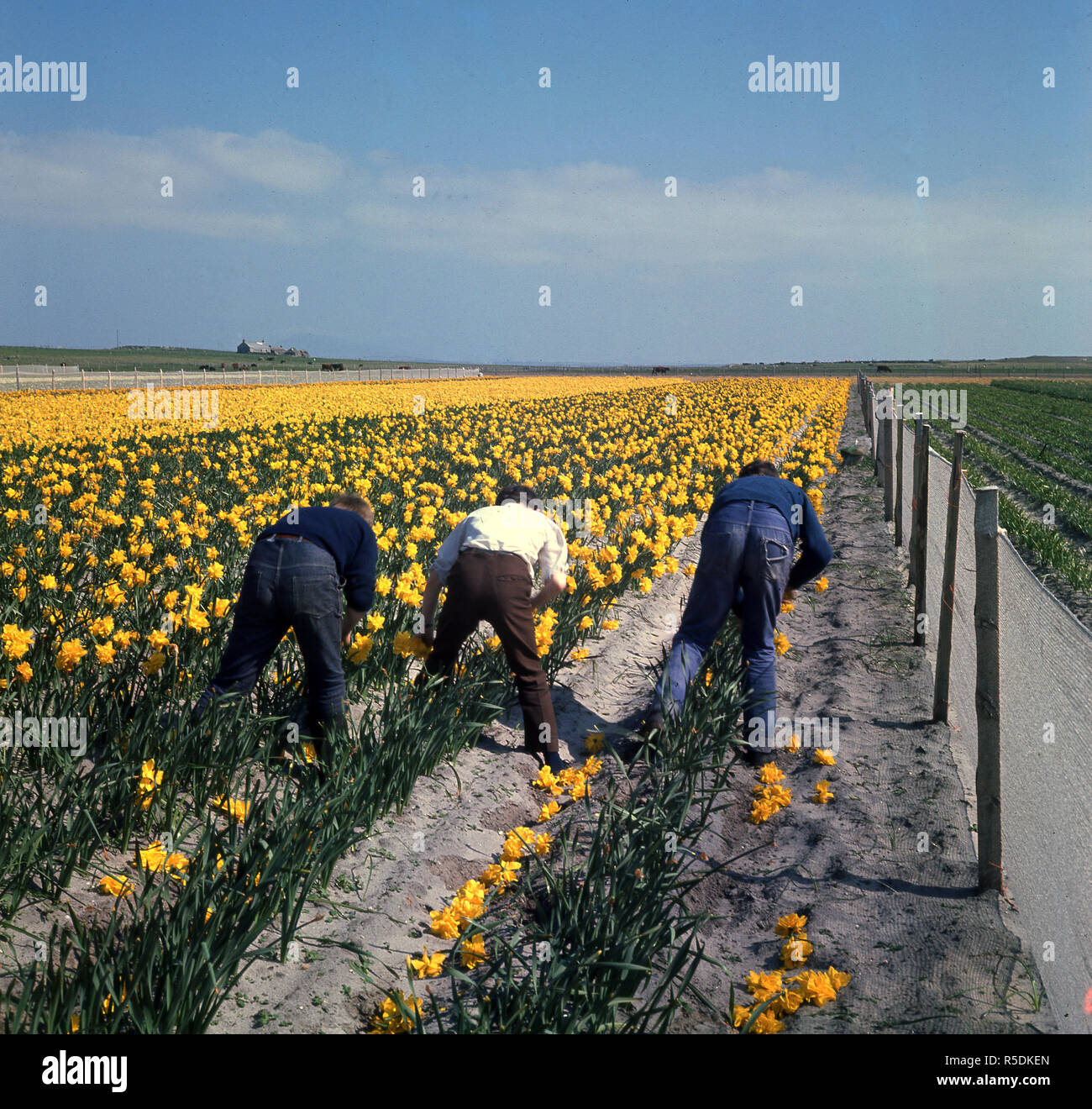 Années 1960, historiques, trois personnes picking fleurs jaune jonquille à la main sur une ferme à North Uist, Outer Hebrides, Western Isles, Ecosse, Royaume-Uni. Banque D'Images