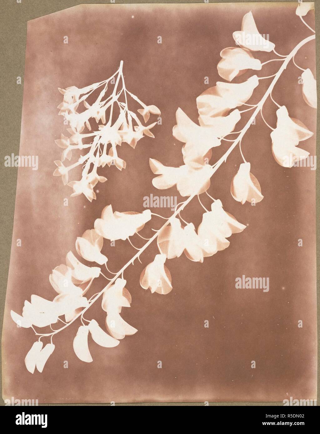 Les spécimens botaniques. 1839. Dessin photogénique de spécimens botaniques. Source : Photo Talbot 14(2). Auteur : William Henry Fox Talbot,. Banque D'Images