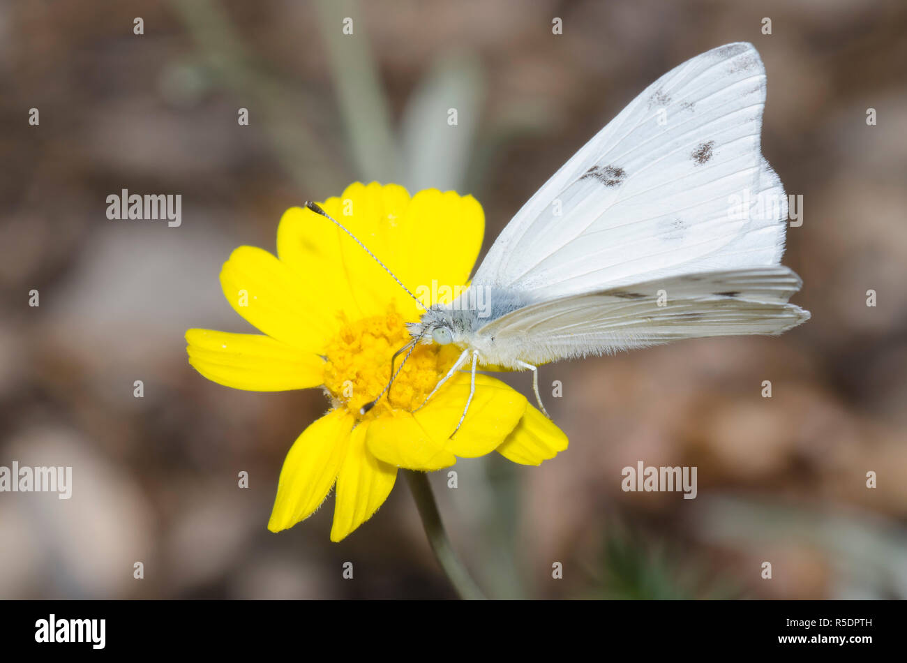 Pontia protodice blanc à carreaux, nectar, sur fleur composite jaune Banque D'Images