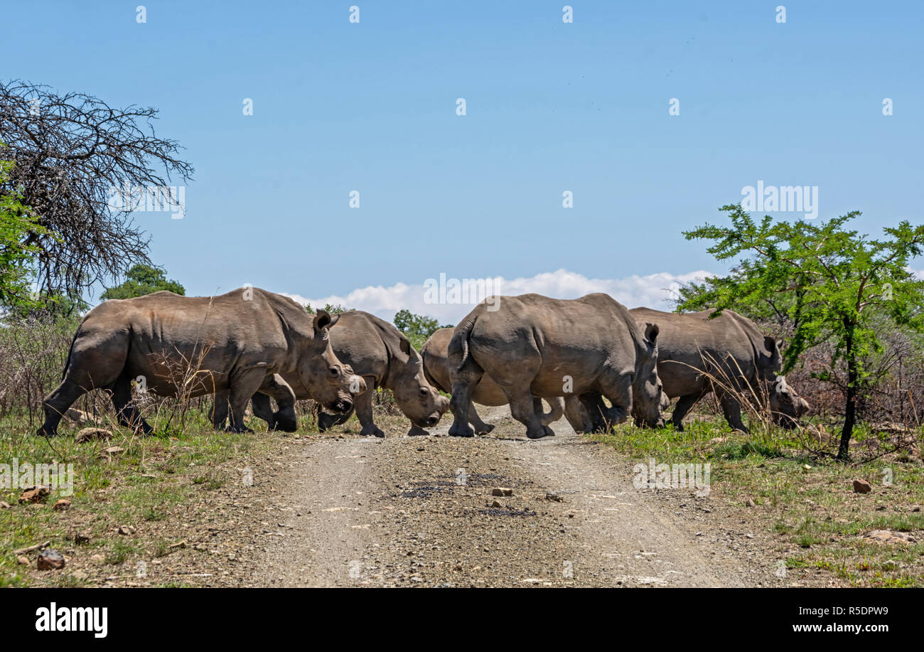 Un groupe de rhinocéros blancs du sud de savane africaine Banque D'Images