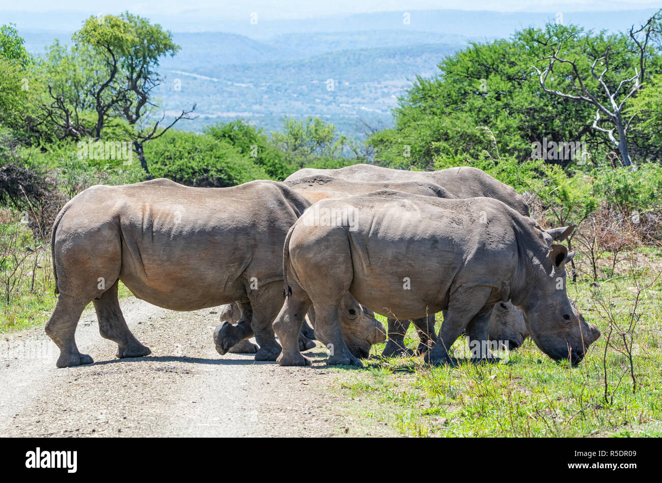 Un groupe de rhinocéros blancs du sud de savane africaine Banque D'Images