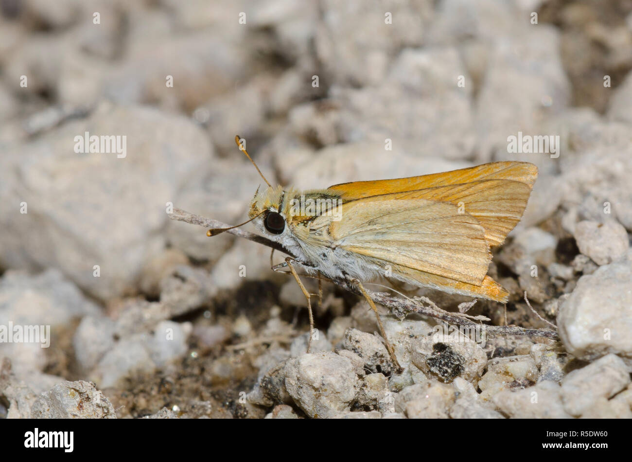 Skipperling orange, Oarisma aurantiaca, boue-boue Banque D'Images