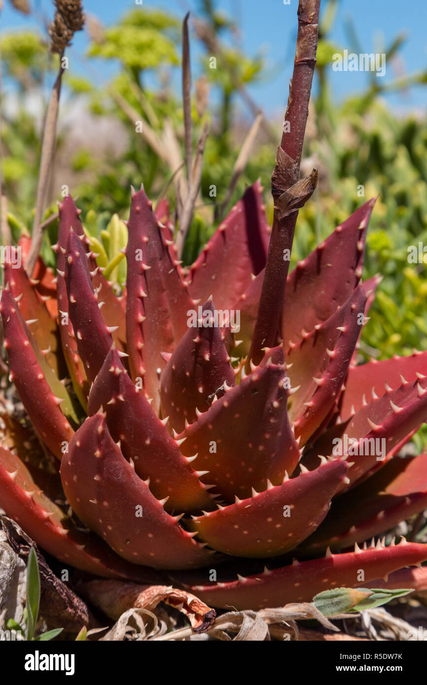 aloe vera plants to buy Aloe Blue Elf
