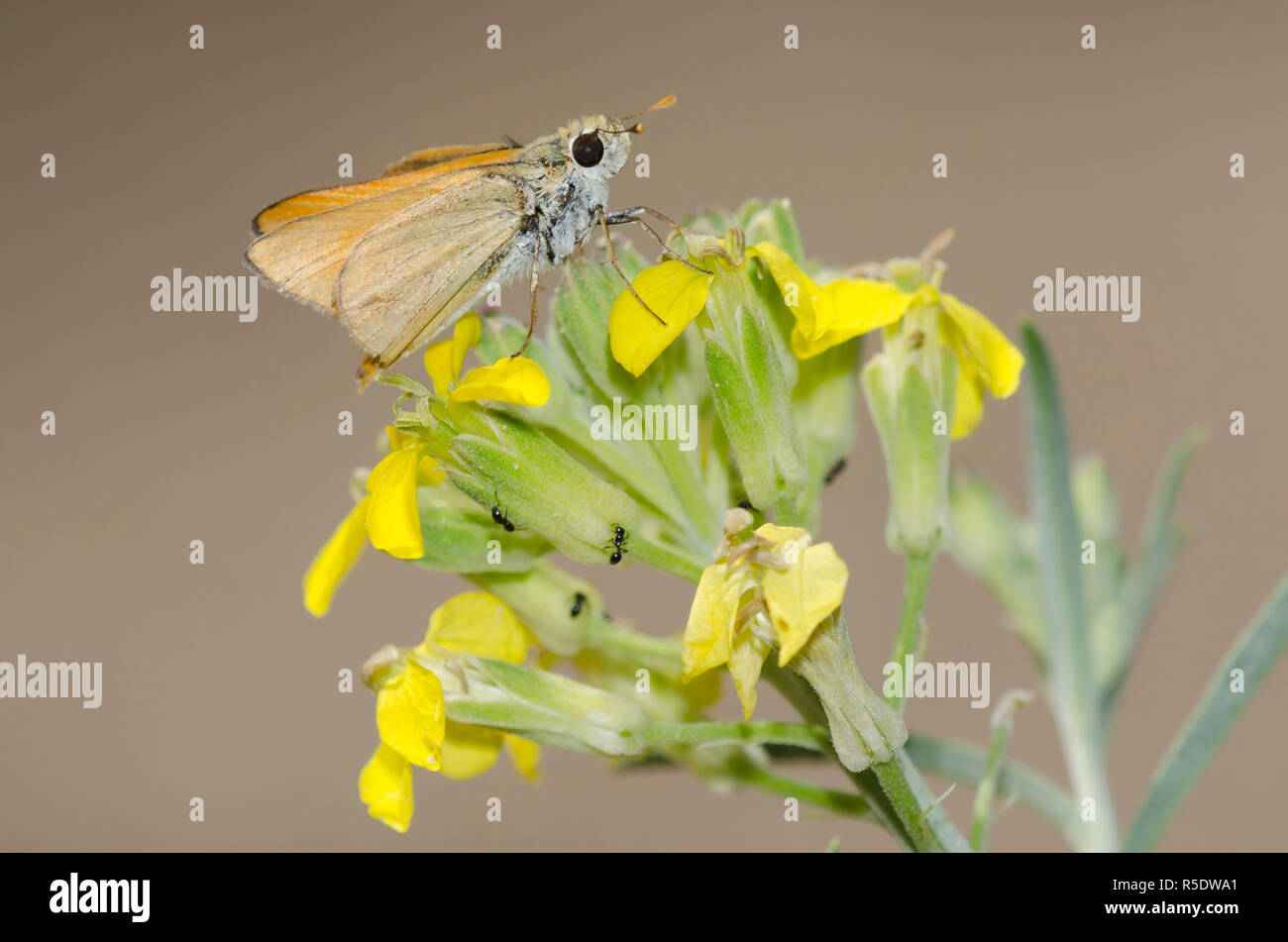 Pipperling orange, Oarisma aurantiaca, sur fleur murale occidentale, Erysimum capitatum Banque D'Images