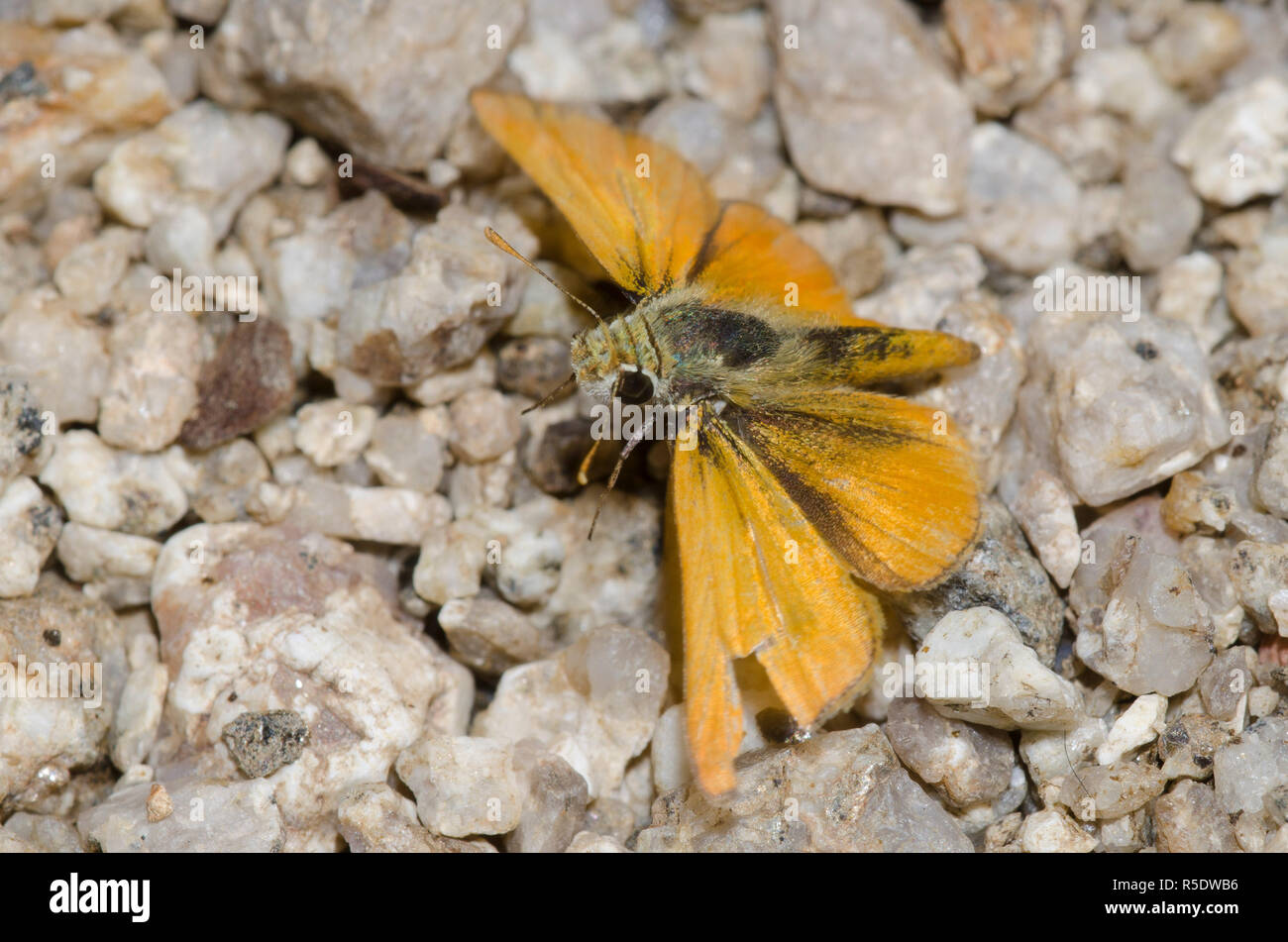 Orange Skipperling, Oarisma aurantiaca, prend son envol Banque D'Images