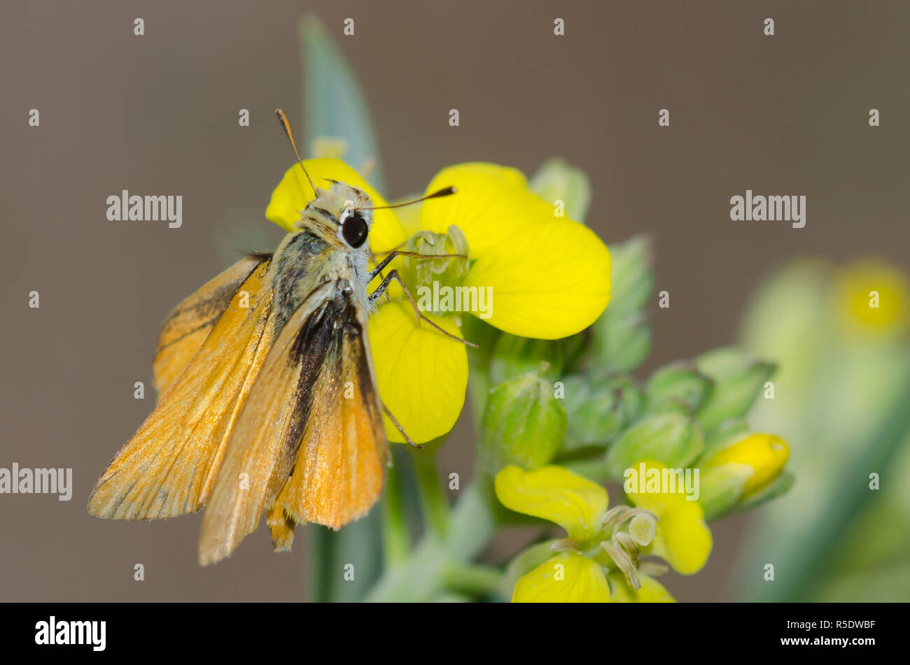 Pipperling orange, Oarisma aurantiaca, sur fleur murale occidentale, Erysimum capitatum Banque D'Images