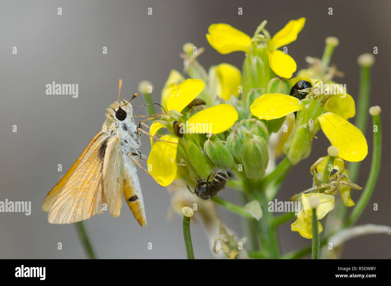 Pipperling orange, Oarisma aurantiaca, sur fleur murale occidentale, Erysimum capitatum Banque D'Images