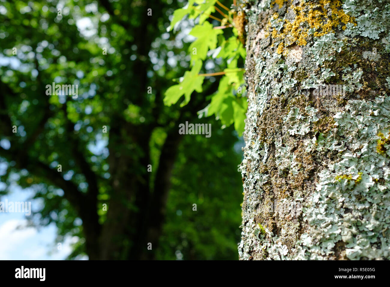 Lichen sur l'écorce d'un vieil érable Banque D'Images
