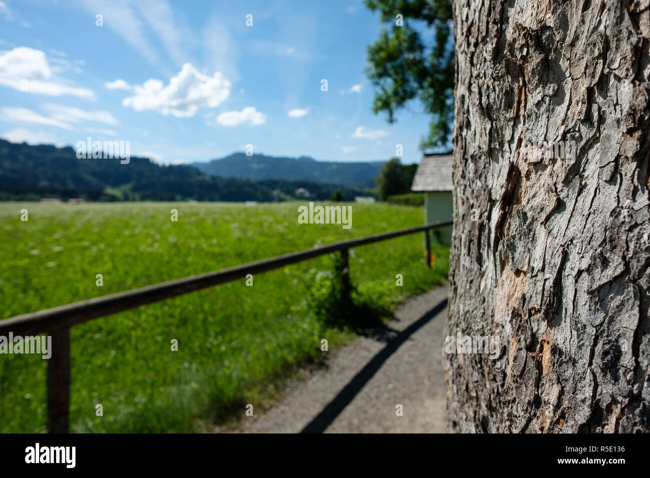 Vieille écorce écailleuse arbre sur un sentier de randonnée Banque D'Images