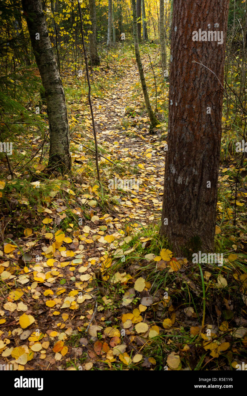 Le feuillage de trembles et de bouleaux de feuilles d'arbres portant sur une forêt humide sombre sentier sinueux. Sigtuna Kommun, Suède, Marsta Banque D'Images
