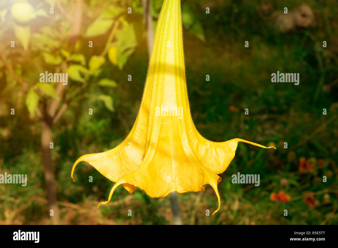 Jeunes fleurs de citrouille de plantes grimpantes sur l'arrière-plan de feuilles vertes dans une atmosphère détendue. Cucurbita moschata. Pumpkin Banque D'Images