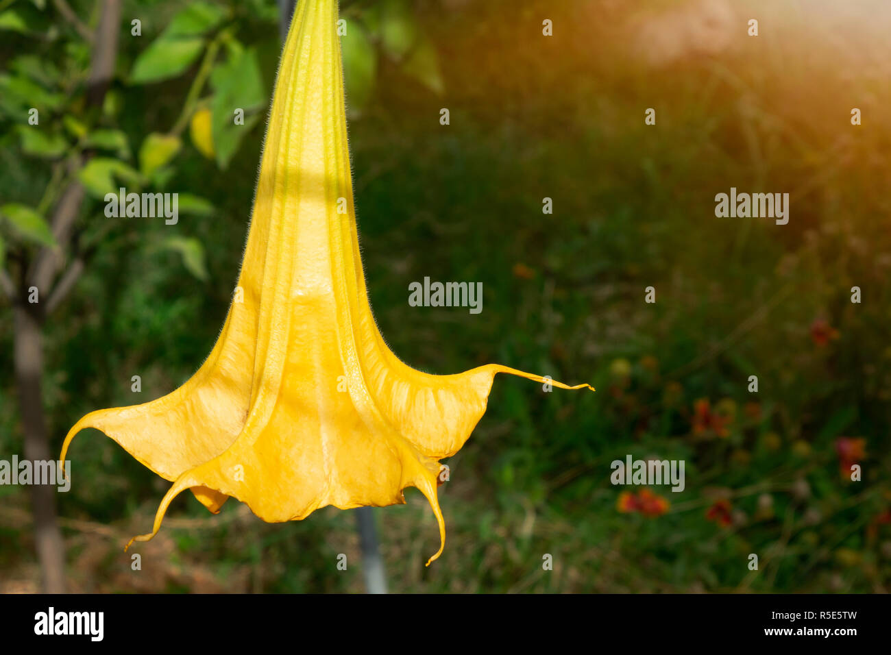 Jeunes fleurs de citrouille de plantes grimpantes sur l'arrière-plan de feuilles vertes dans une atmosphère détendue. Cucurbita moschata. Pumpkin Banque D'Images