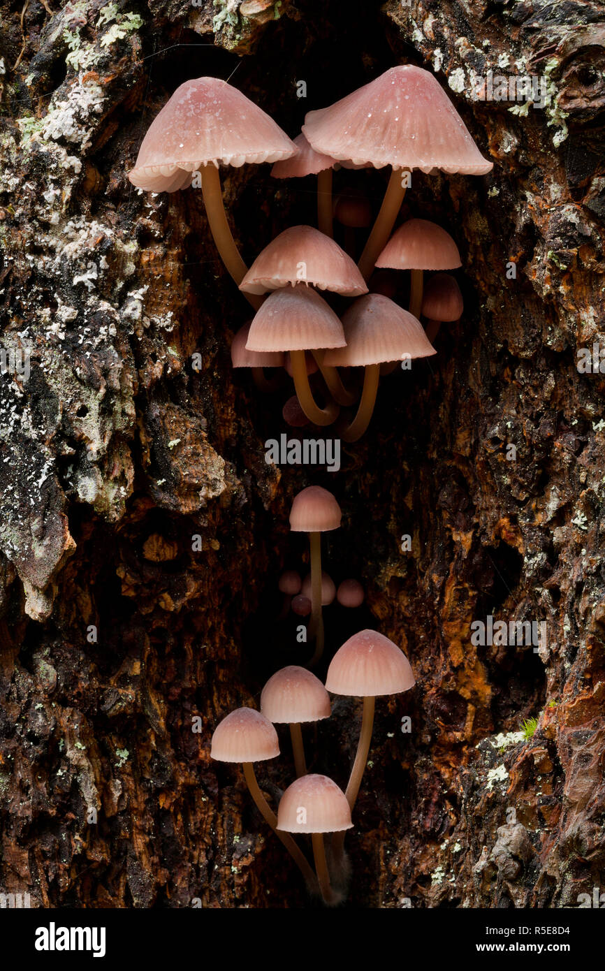 Mycena champignons poussant dans la cavité d'un vieil arbre. Mycena purpureofusca. Banque D'Images