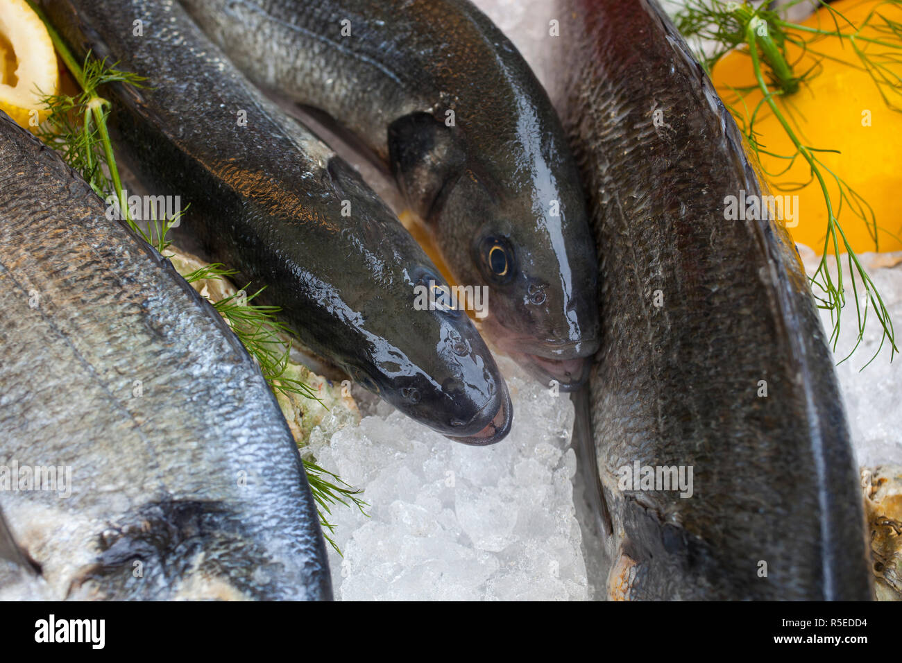 Close up de poissons frais dans le marché aux poissons Banque D'Images