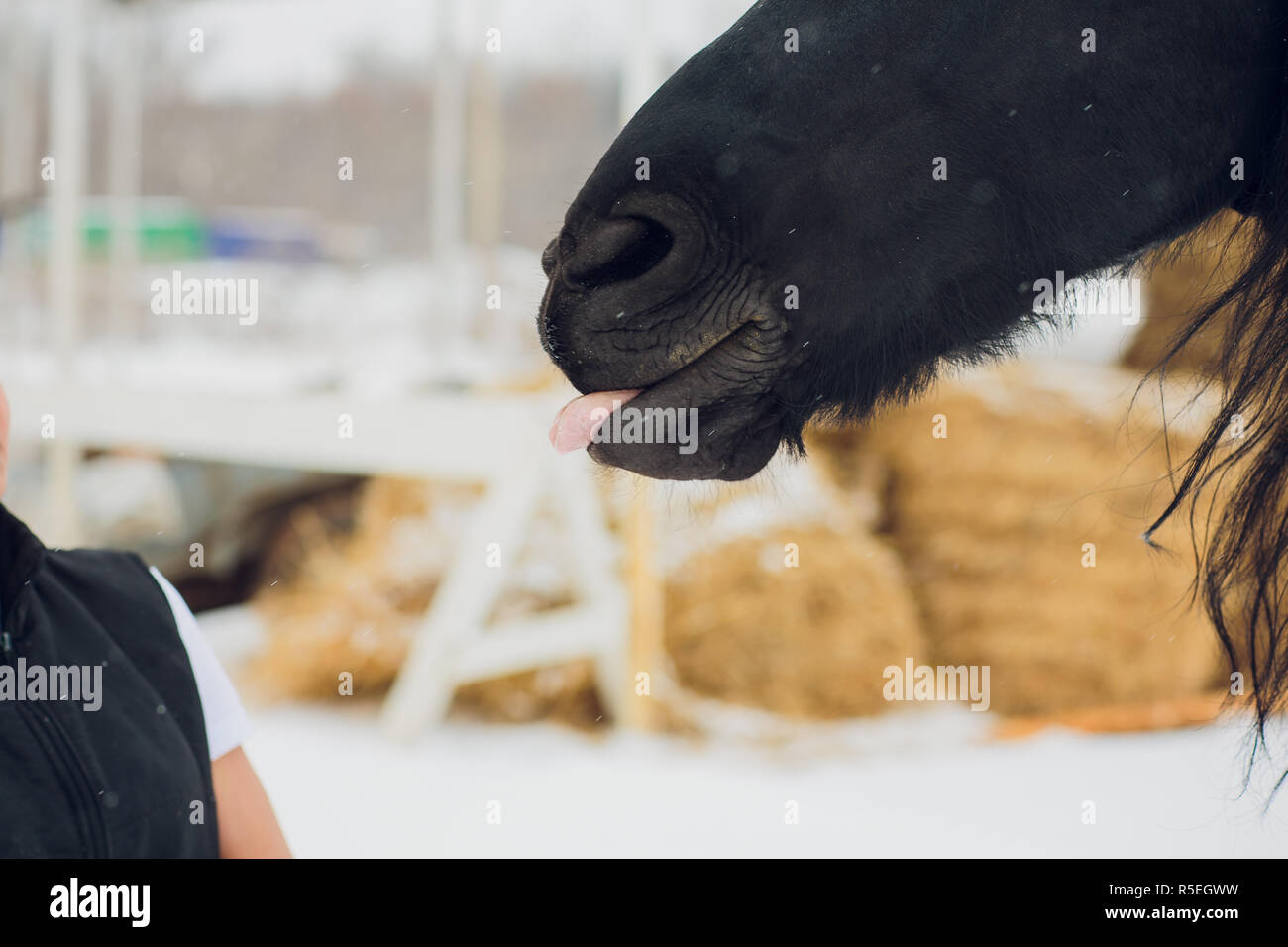 L'étalon frison montre la langue Banque D'Images