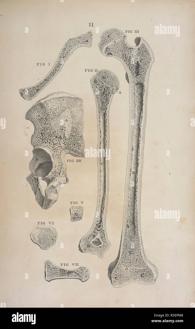 "Plusieurs os cousu par faire remarquer leur intérieur, les cellules tecture spongieux n'étant pas parfaitement claire de la moelle qui a séché dans eux.'. Osteographia, ou l'anatomie de l'os. Londres, 1733. Source : 458.g.1 tôles II. Auteur : Cheselden, William. Banque D'Images