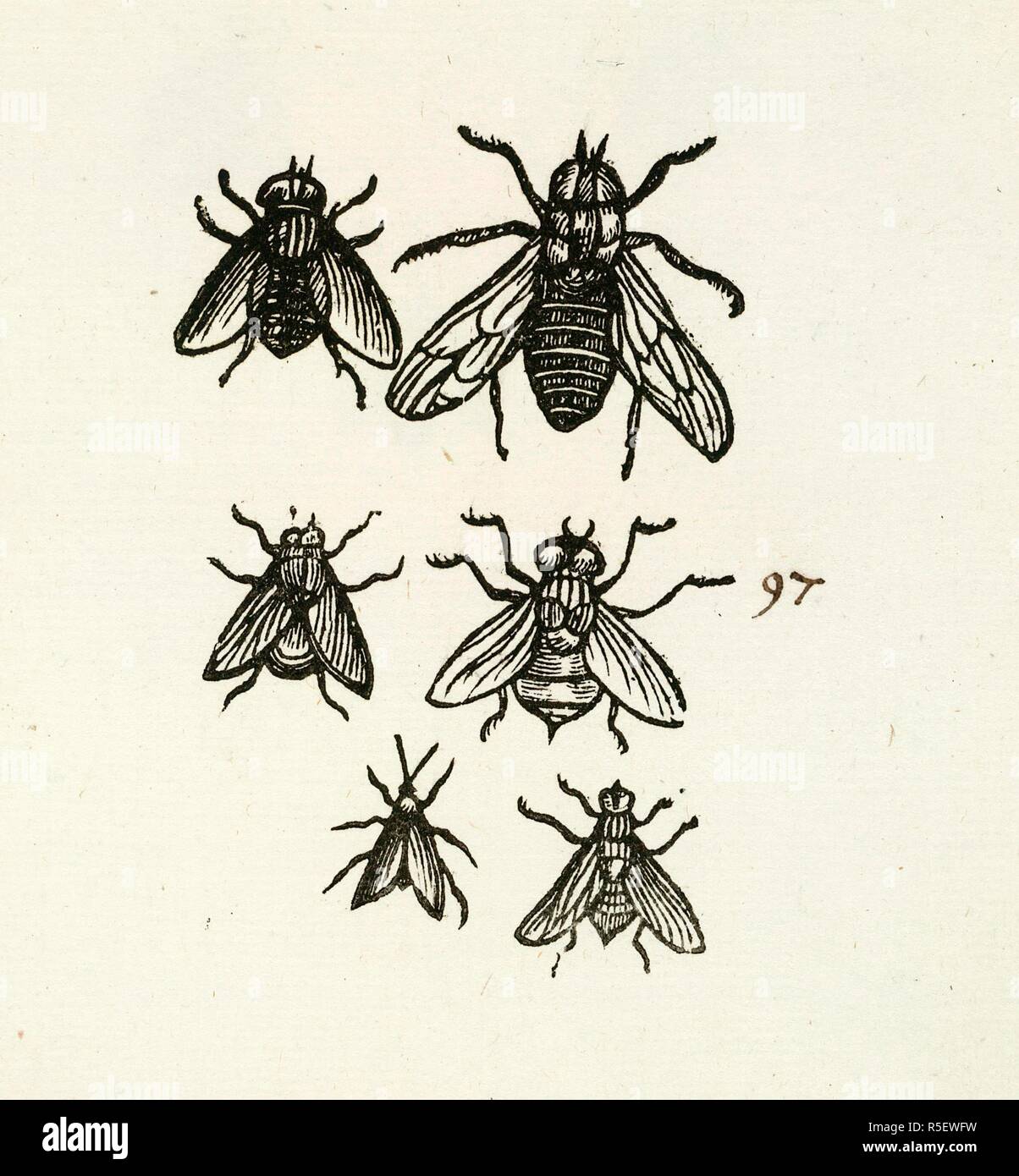 Six insectes. [Une collection de la preuve des empreintes des gravures sur bois d'insectes, etc. sur 240 feuilles ; précédé de 12 feuilles contenant des dessins en couleur d'insectes.].. [London ? 1700 ?]. Source : C.107.e.91. Banque D'Images