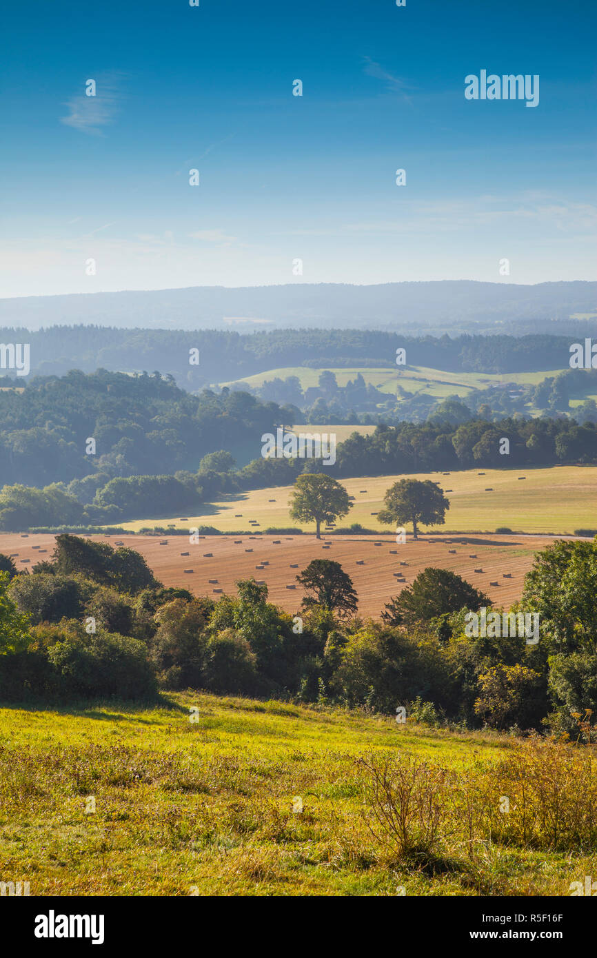 Des North Downs, Surrey, England, UK Banque D'Images
