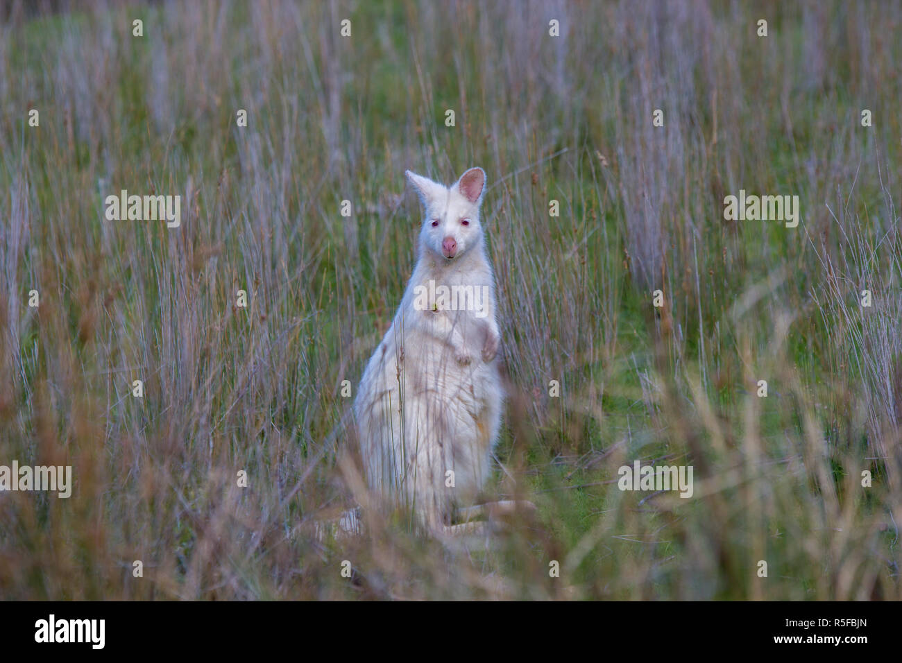 Livre blanc de Tasmanie albinos wallaby sur Brunty Island Banque D'Images