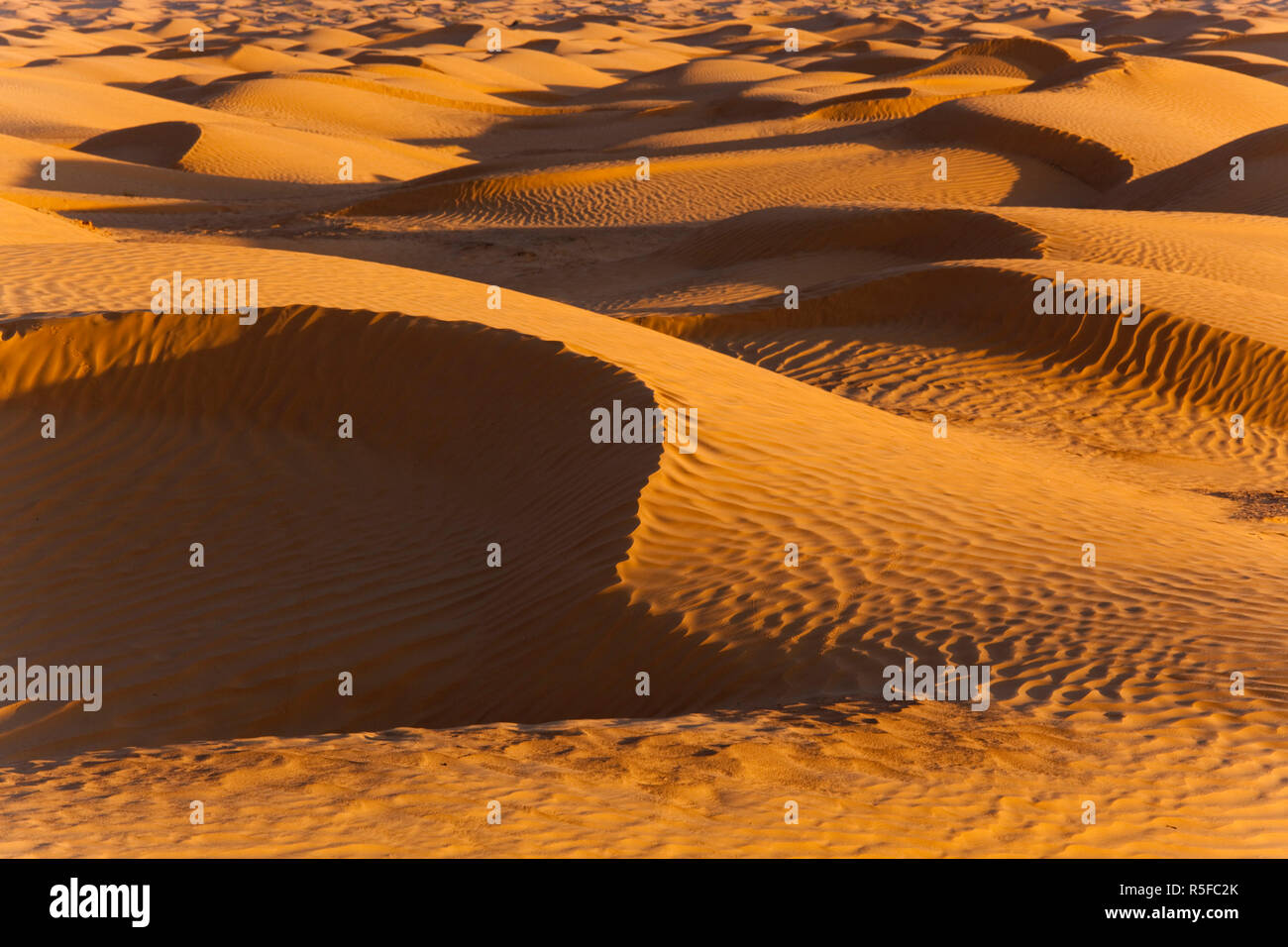 La Tunisie, Ksour, Ksar Ghilane, Grand Erg Oriental, ses dunes de sable du désert Banque D'Images