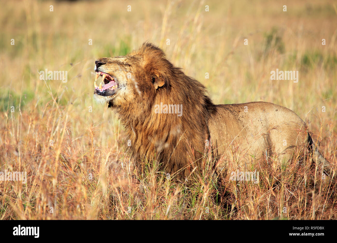 Lion (Panthera leo), le parc national de Kidepo, Ouganda, Afrique de l'Est Banque D'Images