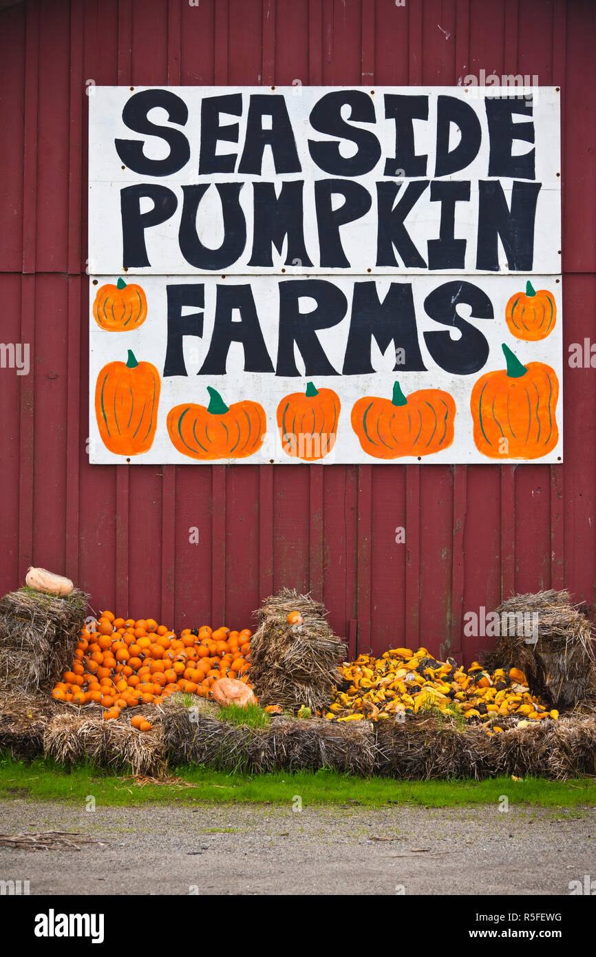 États-unis, Californie, côte centrale, Swanton, signe à pumpkin farm Banque D'Images