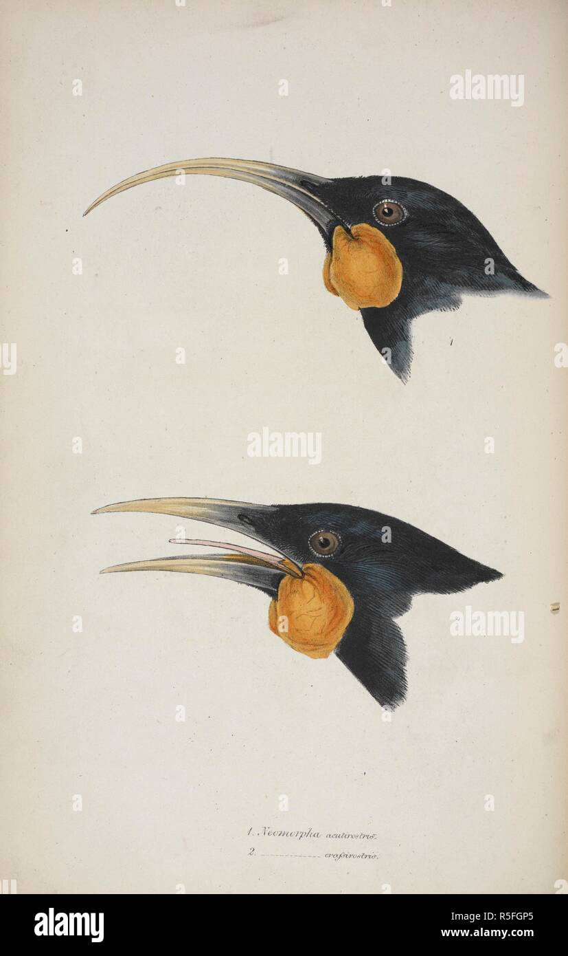 Neomorpha acutirostris et Neomorpha crassirostris . Wattlebird de Nouvelle-Zélande. Passereaux. L'évaluation de l'impact humain. Un synopsis des oiseaux de l'Australie et les îles adjacentes. pt. 1 à 4. Londres, 1837-1838. Source : 730.l.7 planche 11. Auteur : Gould, John. Banque D'Images