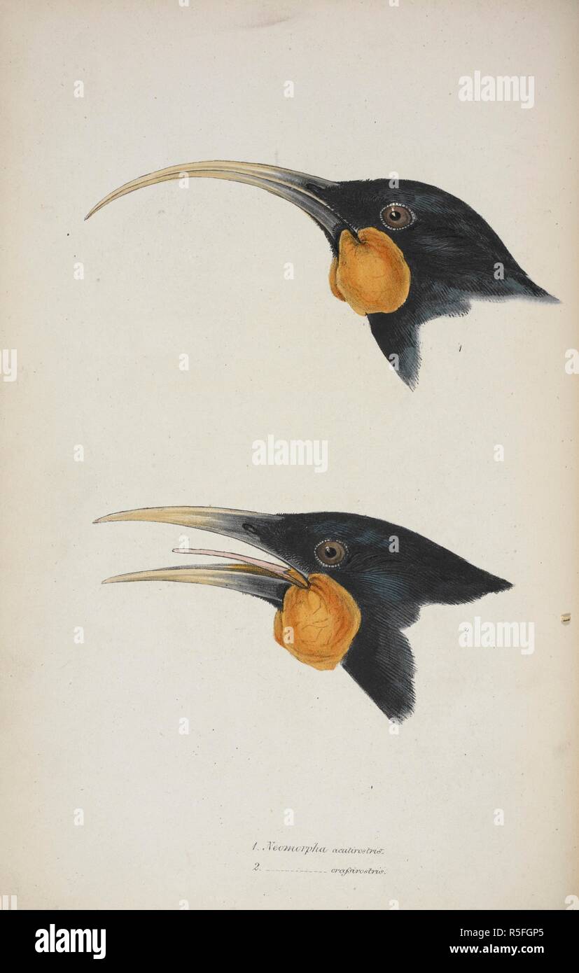 Neomorpha acutirostris et Neomorpha crassirostris . Wattlebird de Nouvelle-Zélande. Passereaux. L'évaluation de l'impact humain. Un synopsis des oiseaux de l'Australie et les îles adjacentes. pt. 1 à 4. Londres, 1837-1838. Source : 730.l.7 planche 11. Auteur : Gould, John. Banque D'Images